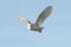 Barn Owl at Paglesham Lagoon (Steve Arlow) (54183 bytes) Barn Owl at Paglesham Lagoon (Steve Arlow) (54183 bytes)
